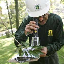 Almstead Tree & Shrub Care Co. - Examining leaves for insects and diseases