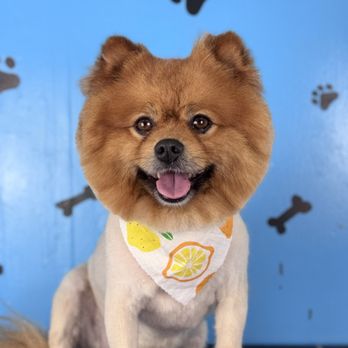 Pawfect Express Pet Spa - Carmelo - Pet Groomers Near Me - Montebello, California Pawfect Express Pet Spa - Carmelo - Pet Groomers Near Me - Montebello, California