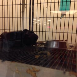 Pets R Us - Puppies don't deserve to live like this.