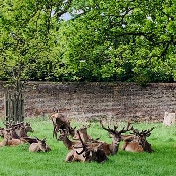 Richmond Park - Dear - Parks Near Me - Richmond, XGL Richmond Park - Dear - Parks Near Me - Richmond, XGL