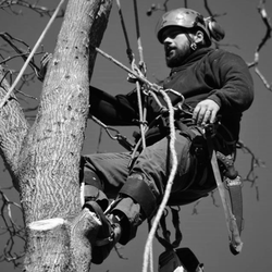 Adam's Tree Care