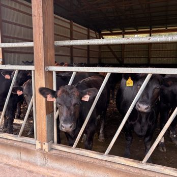 Willow Valley Farm - more cows - Ranches Near Me - Glen Arm, Maryland