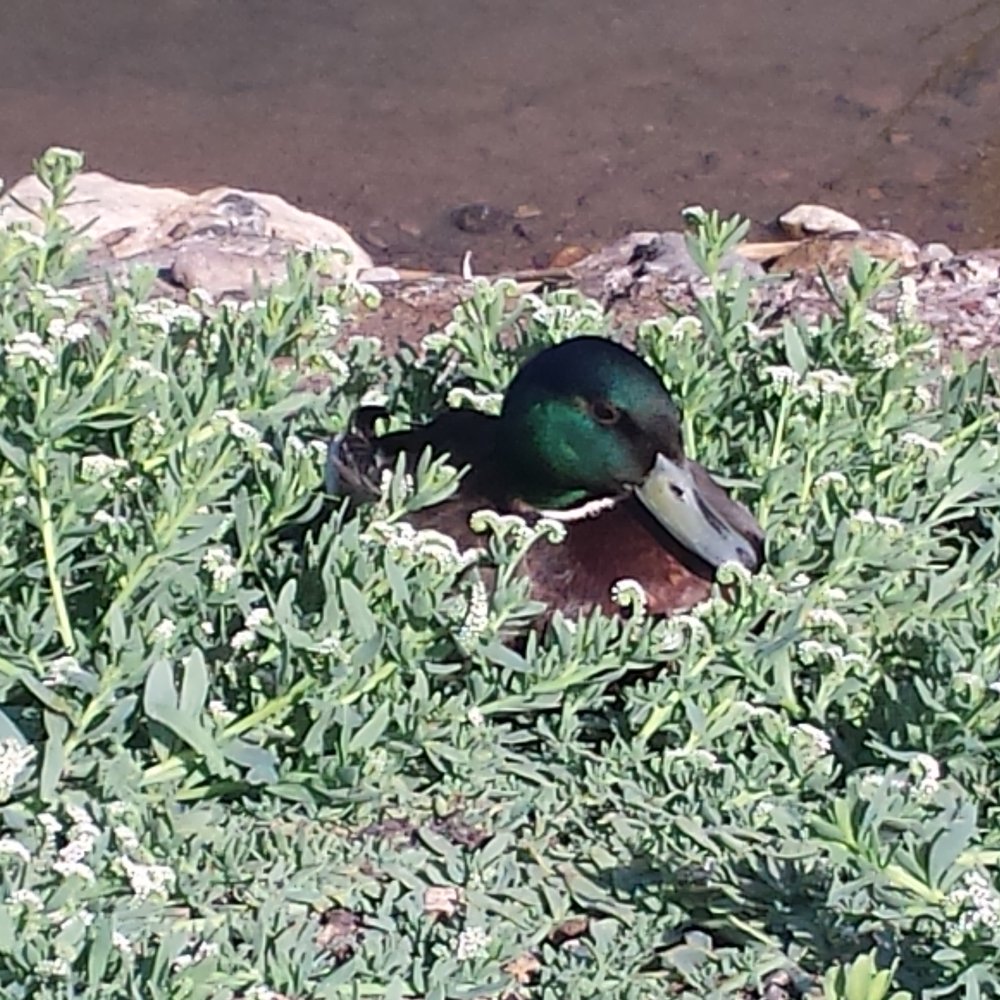 Cornerstone Park - Mallard in the bush... - Lakes Near Me - Henderson, Nevada
