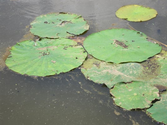 MATHEWS BRAKE NATIONAL WILDLIFE REFUGE Updated May 2025 11301