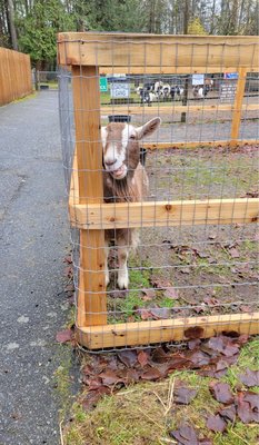 Maplewood Farm by null