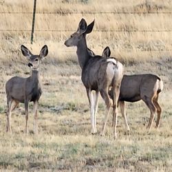 Curt Gowdy State Park