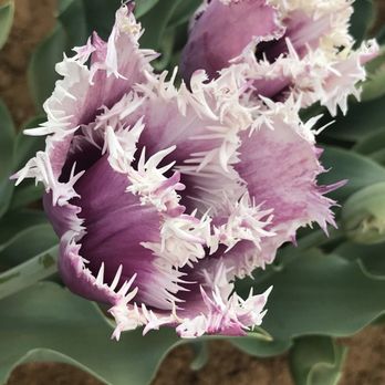 Texas-Tulips - Nurseries & Gardening Near Me - Pilot Point, Texas