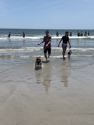 Wildwood Dog Park & Beach by null