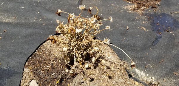 Armstrong Garden Centers 71 Photos 94 Reviews Nurseries Gardening 735 E Foothill Blvd Claremont Ca Phone Number Yelp