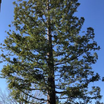 Green Lane Tree Service - Tree Services Near Me - Brentwood, California