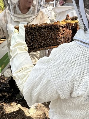 Two Hives Honey by null Two Hives Honey by null