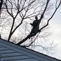Darrells Tree Service