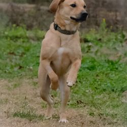 Haffey Dressage