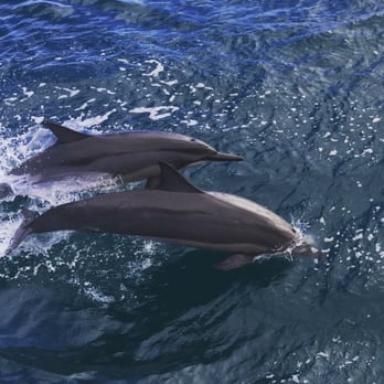 Capt Andy's - so close!!! spinner dolphins!!! - Boat Tours Near Me - Ele'ele, Hawaii Capt Andy's - so close!!! spinner dolphins!!! - Boat Tours Near Me - Ele'ele, Hawaii