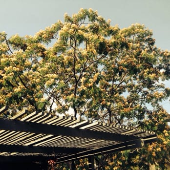 Sky's The Limit Tree Care - Mimosa prune in Pasadena. Client Nadya - Tree Services Near Me - San Marino, California Sky's The Limit Tree Care - Mimosa prune in Pasadena. Client Nadya - Tree Services Near Me - San Marino, California