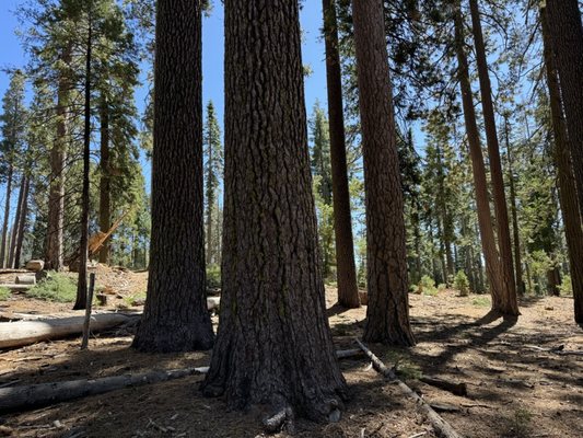 Mariposa Grove by null