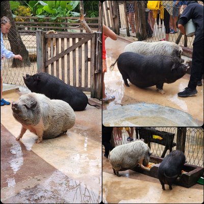 Sandos Caracol Nature Resort & Water Park by null