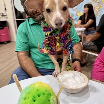 Ululani’s Hawaiian Shave Ice - Dogs allowed doggie ice bowl treat - Shaved Ice Near Me - Honolulu, Hawaii Ululani’s Hawaiian Shave Ice - Dogs allowed doggie ice bowl treat - Shaved Ice Near Me - Honolulu, Hawaii