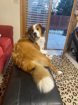 Roxy Dawg's Pet Grooming