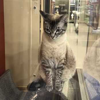 PetSmart - Kitty for adoption - Pet Stores Near Me - Upland, California