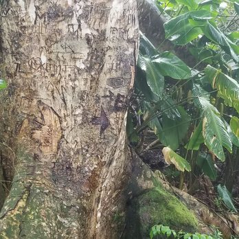 Likeke Falls - ARROW ON THE TREE, NEXT TO THE TREE I MARKED WITH MY GREEN PONCHO!!!!!!!!!! LEADS TO FALL! - Hiking Near Me - Honolulu, Hawaii