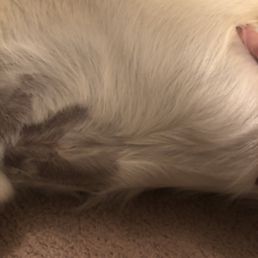 Uneven grooming on stomach