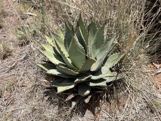 Chihuahuan Desert Research Institute by null