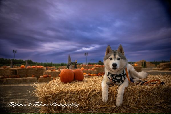 Cool Patch Pumpkins by null