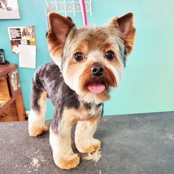 Barks N Bows - Pet Groomers Near Me - Roswell, New Mexico