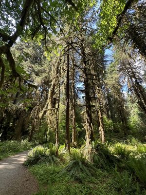 Hoh Rain Forest by null