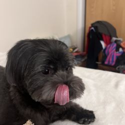 Tess & Woo's Dog Boutique - Robbie acting silly after his haircut