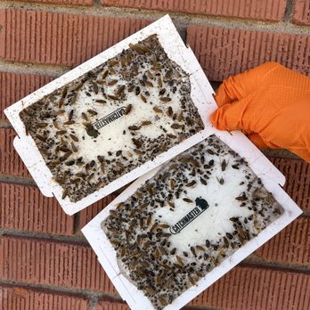 Borderland Pest Control - All after one treatment ... - Pest Control Near Me Borderland Pest Control - All after one treatment ... - Pest Control Near Me