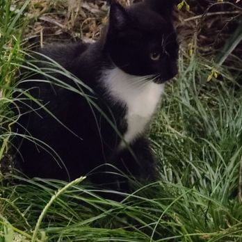 Pine Avenue - Happy little Tuxedo kitten - it was oblivious to me calling it 08-14-2024 - Landmarks & Historical Buildings Near Me - Long Beach, California Pine Avenue - Happy little Tuxedo kitten - it was oblivious to me calling it 08-14-2024 - Landmarks & Historical Buildings Near Me - Long Beach, California