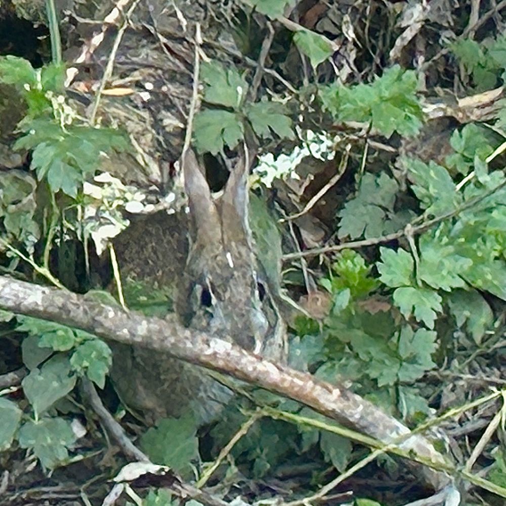 Russian Gulch State Beach - Yes, little wild bunnies are seen at this campground. - Beaches Near Me - Jenner, California Russian Gulch State Beach - Yes, little wild bunnies are seen at this campground. - Beaches Near Me - Jenner, California