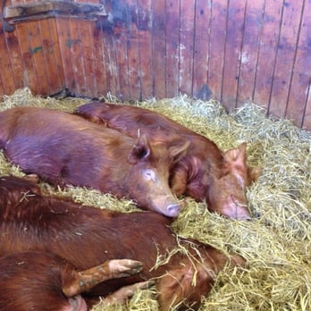 Love Gorgie Farm - Ginger pigs!! - Zoos Near Me - Edinburgh, EDH Love Gorgie Farm - Ginger pigs!! - Zoos Near Me - Edinburgh, EDH