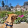 Photo of Puppy Luv