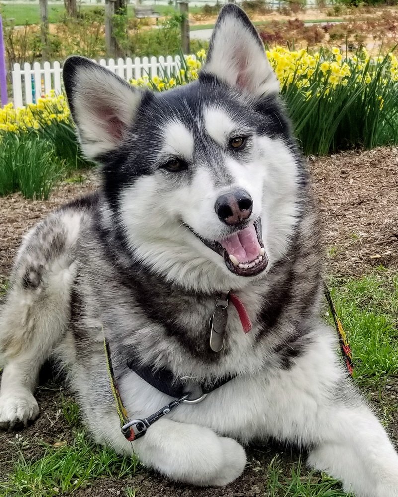 PARAMOUNT ANIMAL CARE Updated August 2024 29 Reviews 1576 W Deer Crest St, Meridian, Idaho