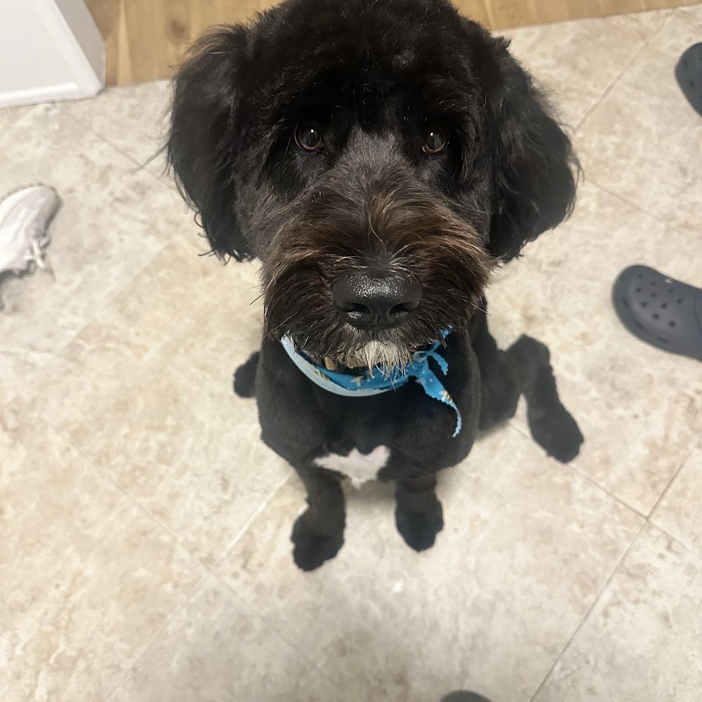 Doggy Day Spa - Pet Groomers Near Me - Los Angeles, California Doggy Day Spa - Pet Groomers Near Me - Los Angeles, California