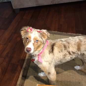 Five Star Dog Salon - Pet Groomers Near Me - Woburn, Massachusetts