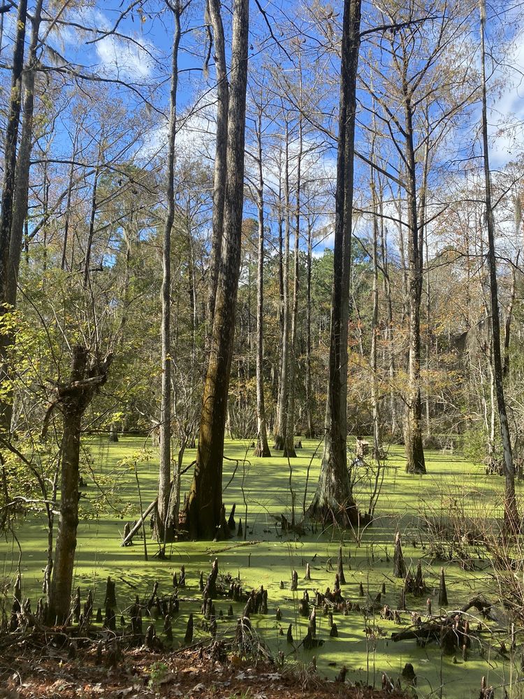 DUNGANNON HERITAGE PRESERVE 10 Photos SC162, Hollywood, South