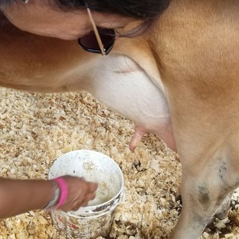 BJ Reece Orchards - Cow milking included in admission - Fruits & Veggies Near Me - Ellijay, Georgia