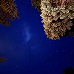 Lodgepole Campground - Beautiful sky night