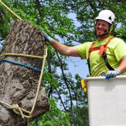 Immaculate Tree Care - Free Assessments