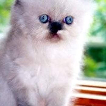 Furry Dream - Pet Adoption Near Me - Brooklyn, New York