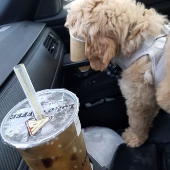 Long Coffee - Royal artichoke for me and water for Scoobie for the road. - Coffee & Tea Near Me - Houston, Texas
