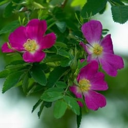 D T Harness Landscaping & Garden Maintenance