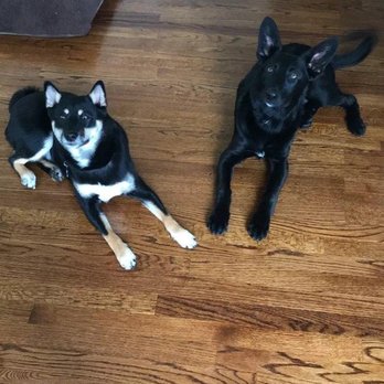 Strategic K-9 Training - Pet Training Near Me - East Providence, Rhode Island