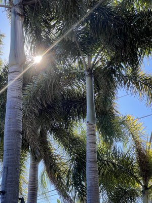 The Patio Tampa by null