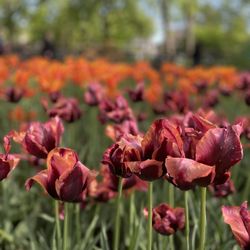 Holland Tulip Time Festival