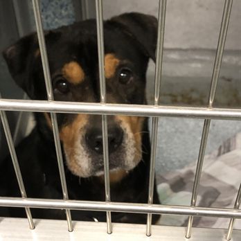 TOWN OF HEMPSTEAD ANIMAL SHELTER - Updated July 2025 - 44 Photos & 53